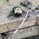 caydeismybaby avatar