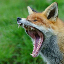 cazuela-con-albondigas avatar