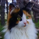 cccat-in-a-meat-sack avatar