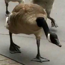 cccloudyyybox avatar