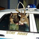 ccheeztitzz-blog avatar