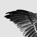 ccorvidae avatar