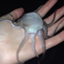 ce-octopus avatar