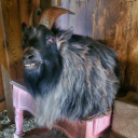 cecesagittarius avatar