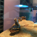 cecilballpython avatar