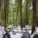 cedar-and-sage avatar