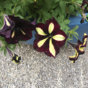 cedar-phoenix avatar