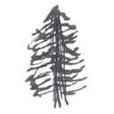 cedarbranches avatar