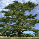 cedarsprouting avatar