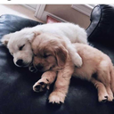 cehennemdengelenses avatar