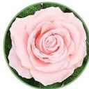 celebnewssoepic avatar