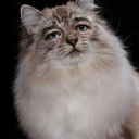 celebrikitties avatar