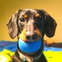 celebritydachshund avatar