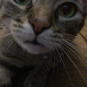 celery-the-druid avatar