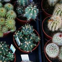 celestial-cactus avatar