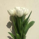 celestial-laws avatar