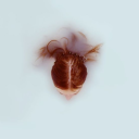 celestialalabaster avatar