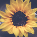 celestialanemone avatar