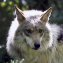 celestialcanines avatar