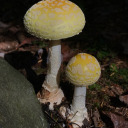 celestialcemetery avatar