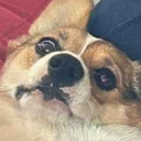 celestialhounds avatar