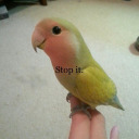 celestiallcutie avatar