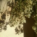 celestine-dream avatar