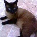 celia-bracali avatar