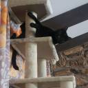 celiaisthebestname avatar