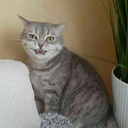 cellabazarvamiattad avatar