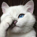 cellpellegrino avatar