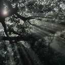 celluloidforest avatar