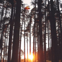 censoredpiracy avatar