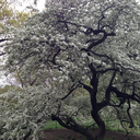 centralparkmorning avatar