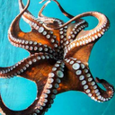 cephalopooddy avatar