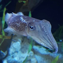 cephalosapien avatar