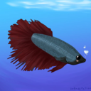 cephaloscyllium-ventriosum avatar