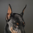 ceptivadesenso avatar