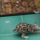 cerasuscoronaccfinds avatar