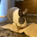 cerberusthebun avatar