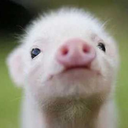 cerditodecorazonjugoso avatar