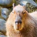 cerebralcapybara avatar