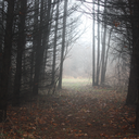 cerebraleuphoria avatar