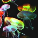 cerebralpigeon avatar