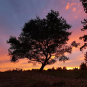 cerebralthunder42 avatar