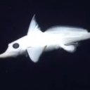 certainlycrescent avatar