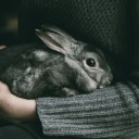 certainpersondeer avatar