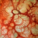 certainuniversityoperallama avatar