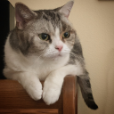 certified-cat-posts avatar