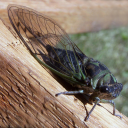 certified-cicadas avatar